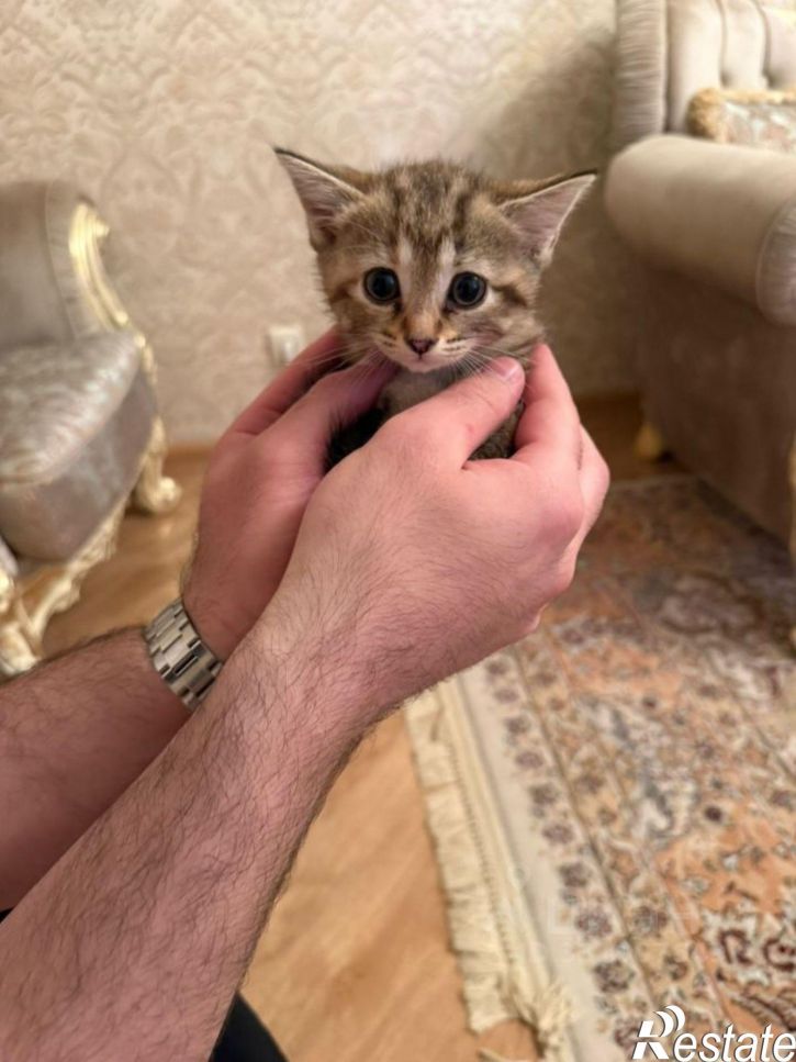 2-комн квартира пр-кт Имама Шамиля, 1Д/1,  д. 1Д/1